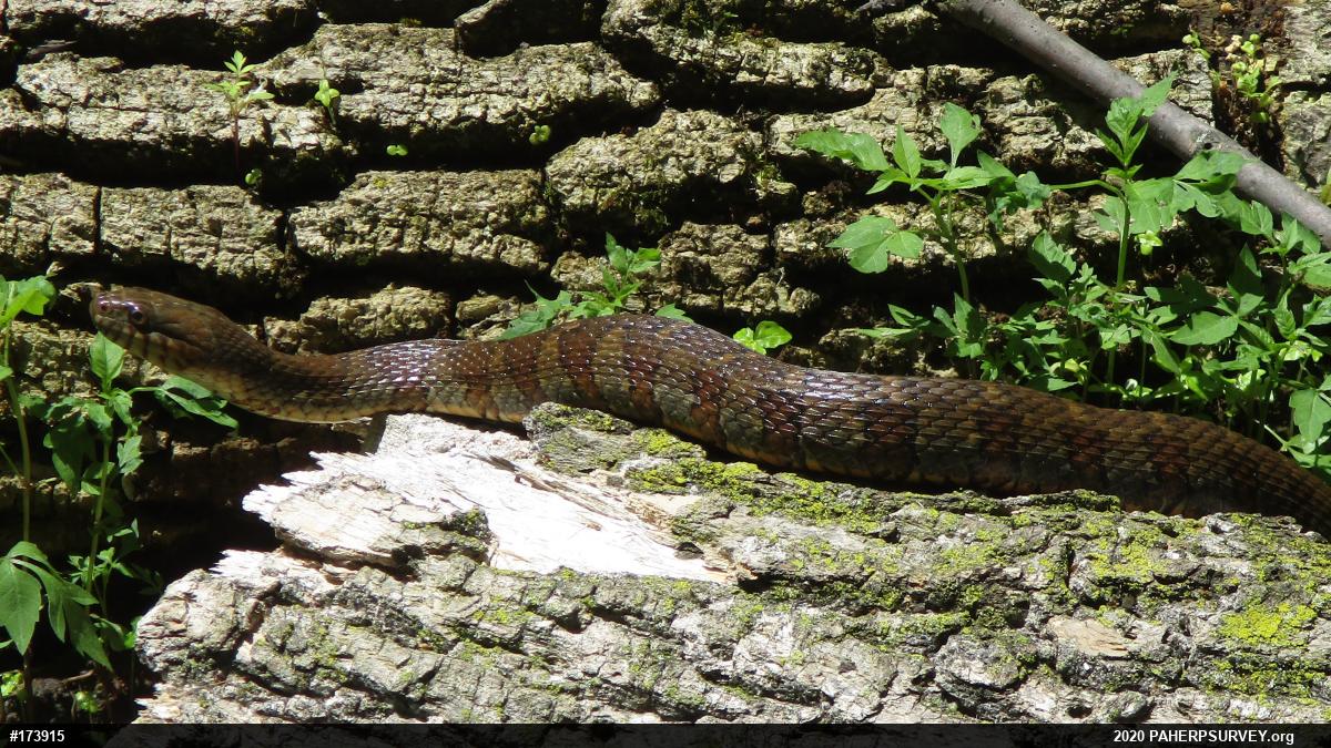 Northern Watersnake