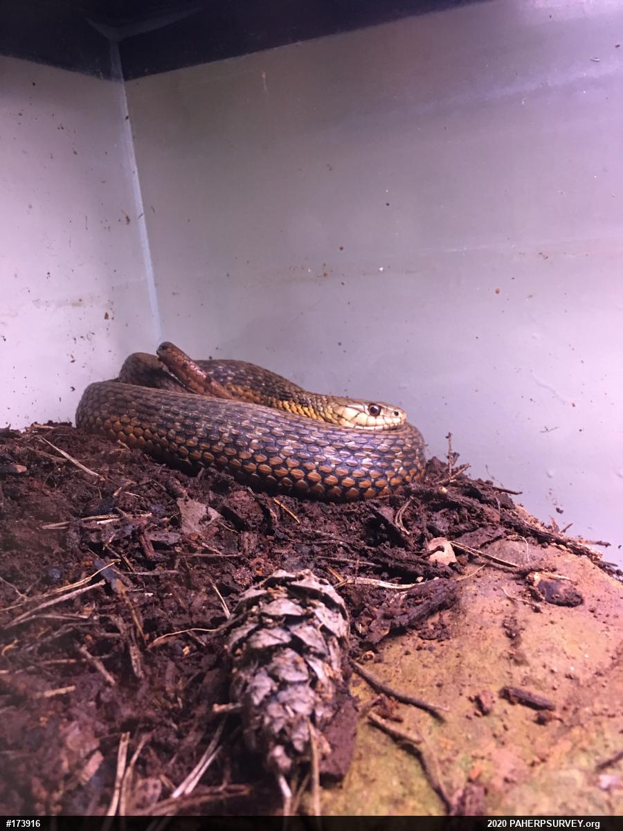 Eastern Gartersnake