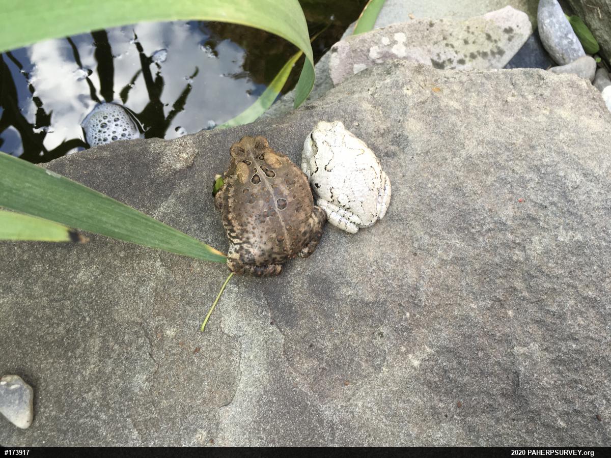 Unknown Gray Treefrog