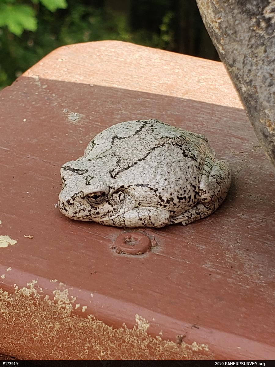 Unknown Gray Treefrog