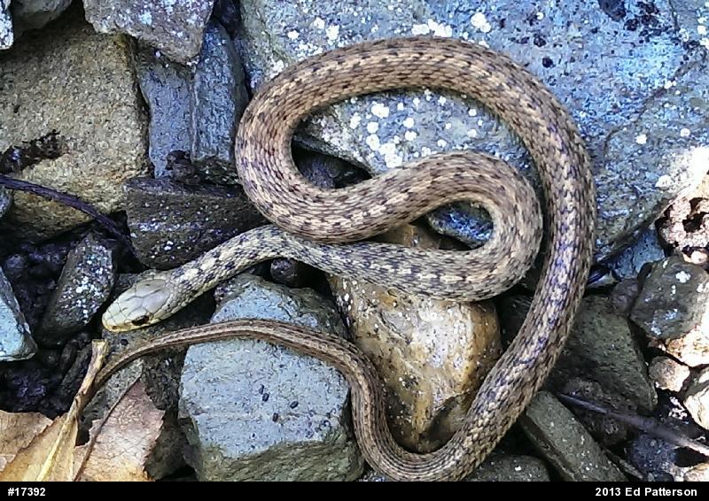 Eastern Gartersnake