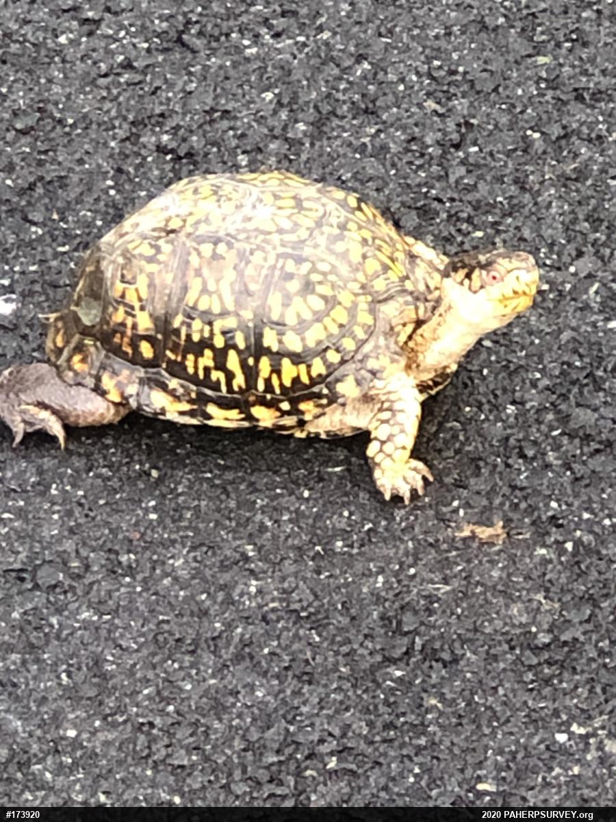 Eastern Box Turtle