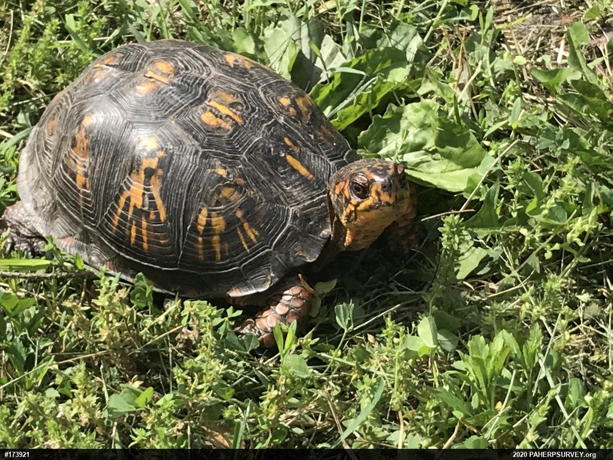 Eastern Box Turtle