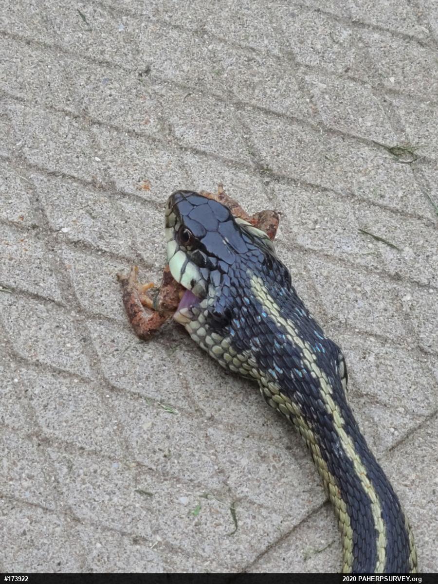 Eastern Gartersnake