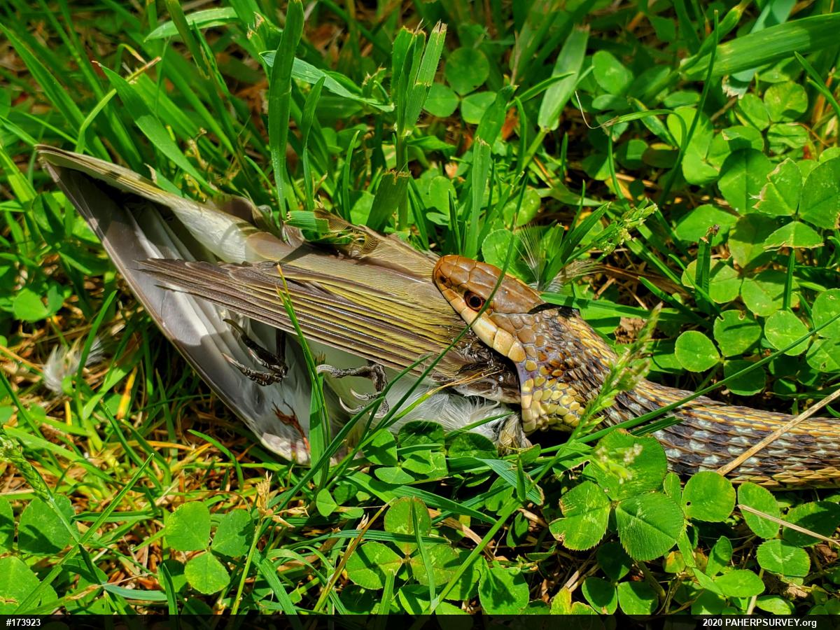 Eastern Gartersnake