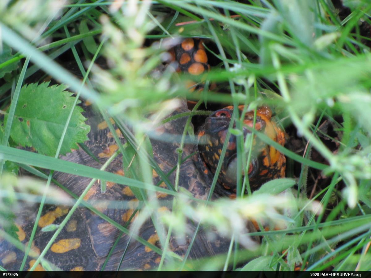 Eastern Box Turtle