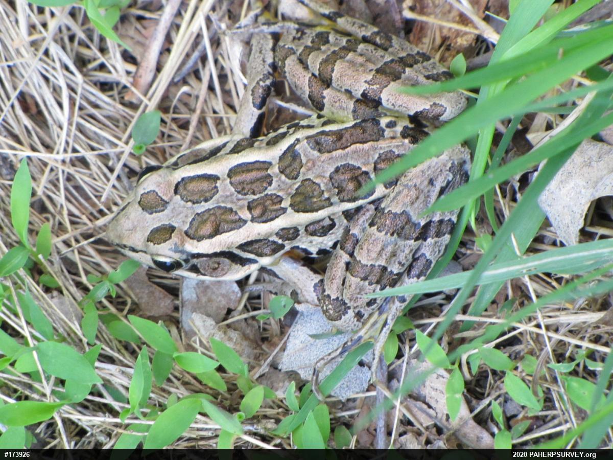 Pickerel Frog