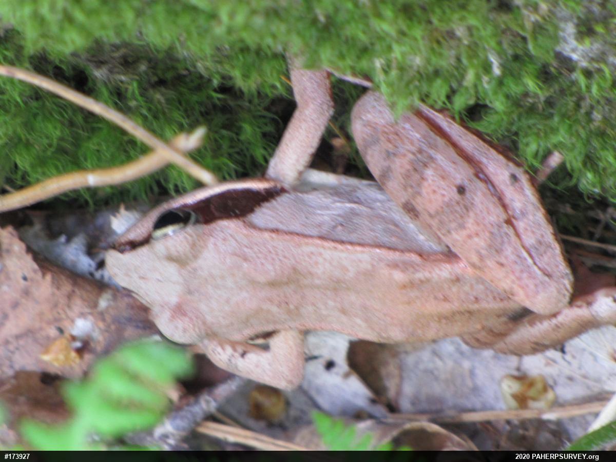 Wood Frog