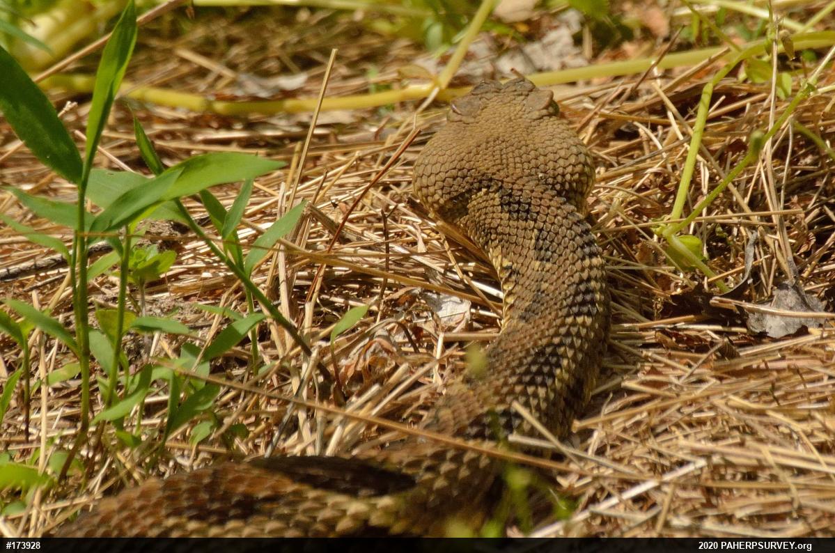 Timber Rattlesnake