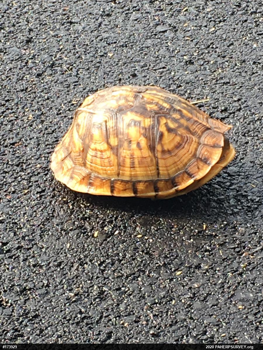Eastern Box Turtle