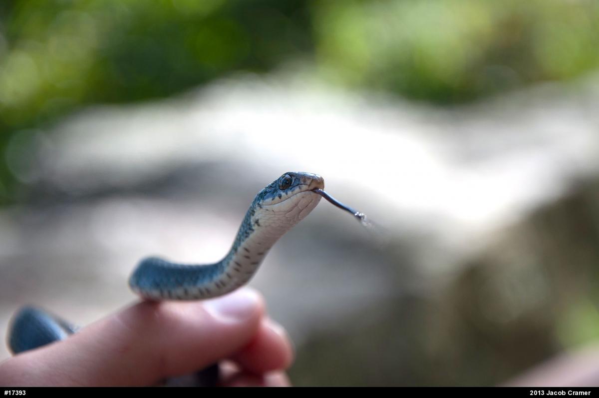 Northern Black Racer