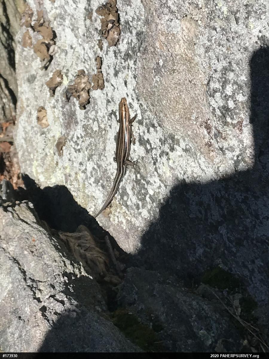 Common Five-lined Skink