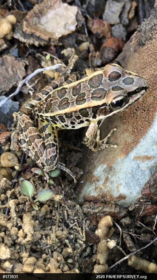 Pickerel Frog