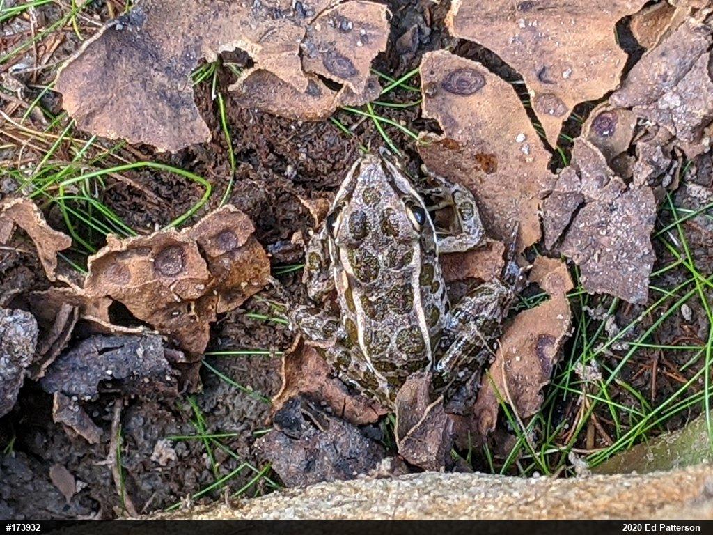 Pickerel Frog