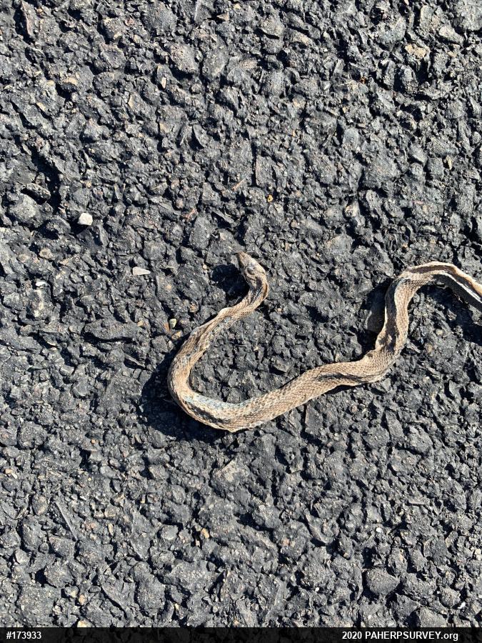 Eastern Gartersnake