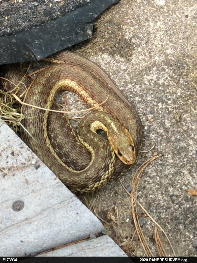 Eastern Gartersnake