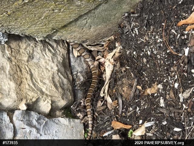Eastern Milksnake