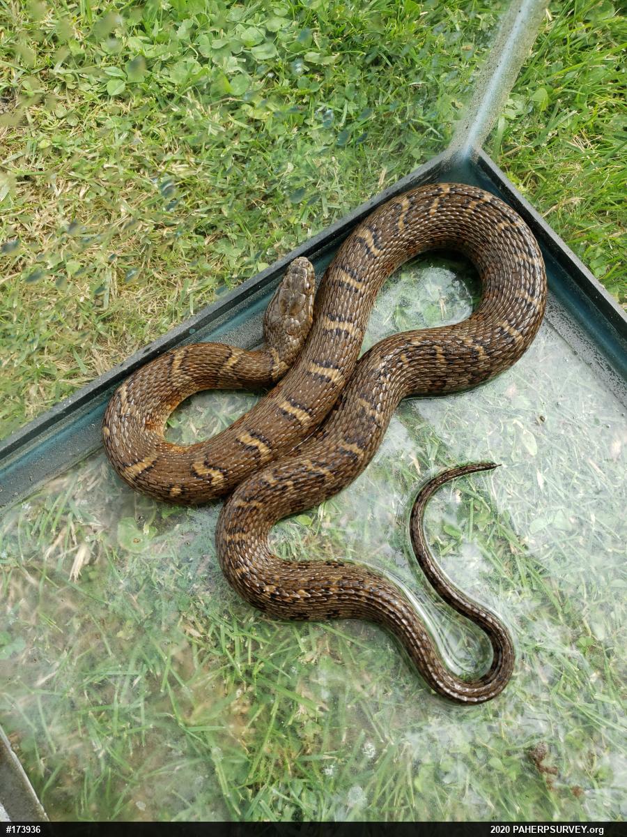 Northern Watersnake
