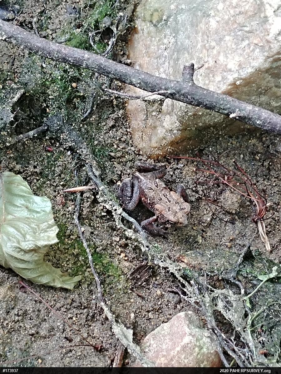 Eastern American Toad