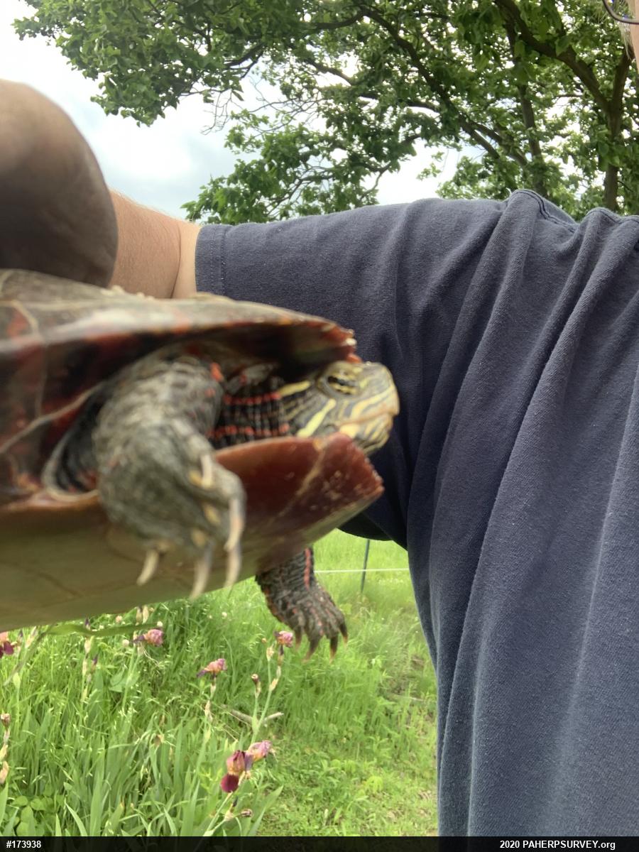 Eastern Painted Turtle