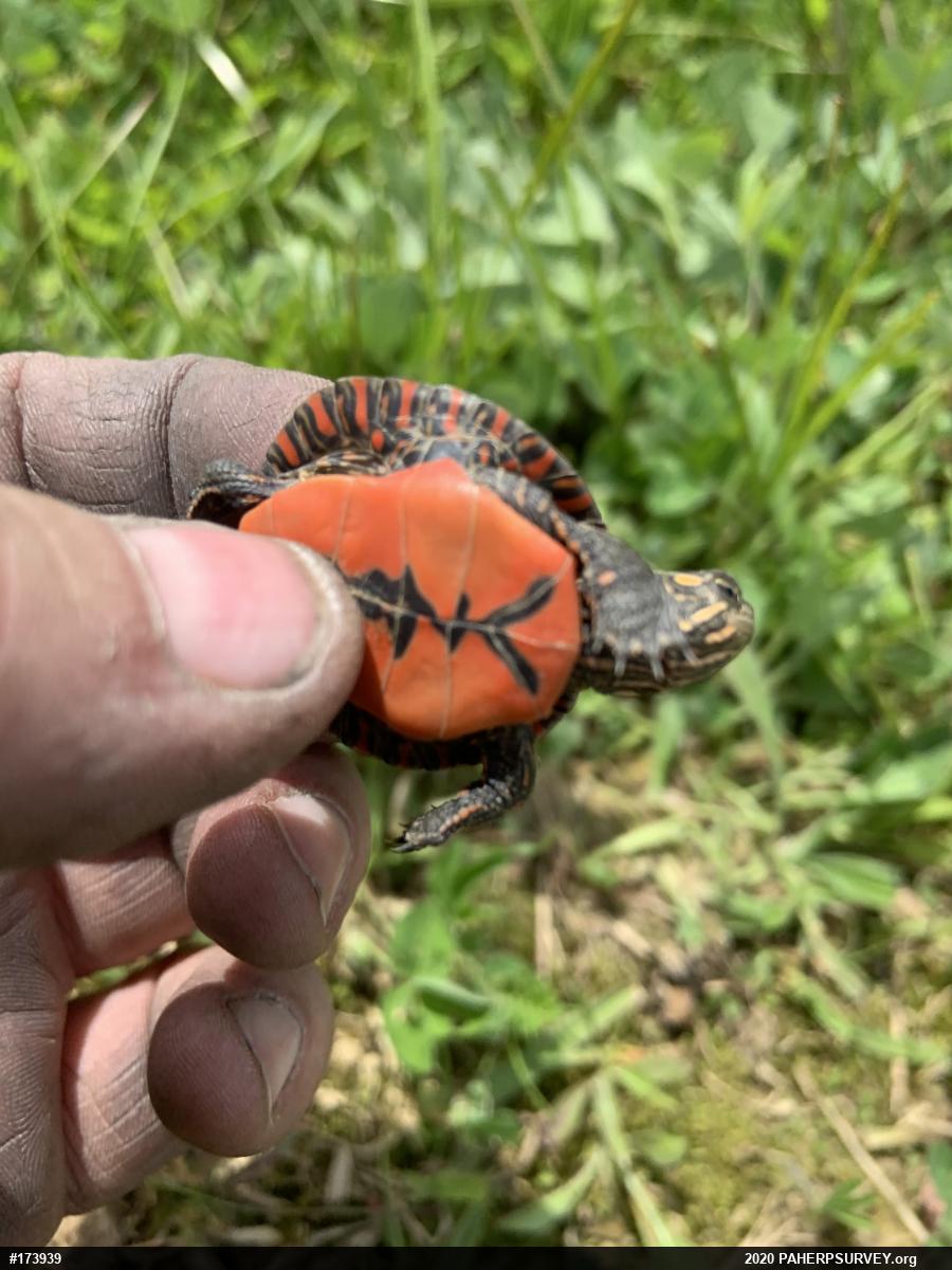 Painted Turtle