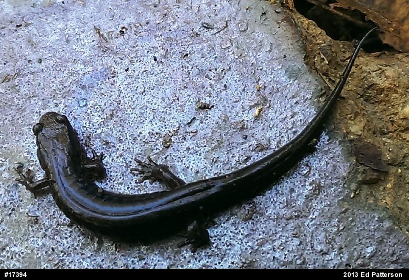 Allegheny Mountain Dusky Salamander