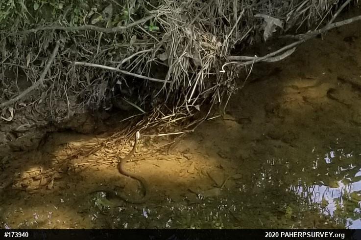 Northern Watersnake