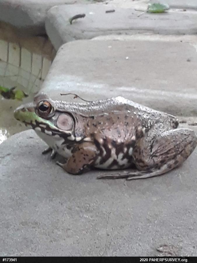 Green Frog