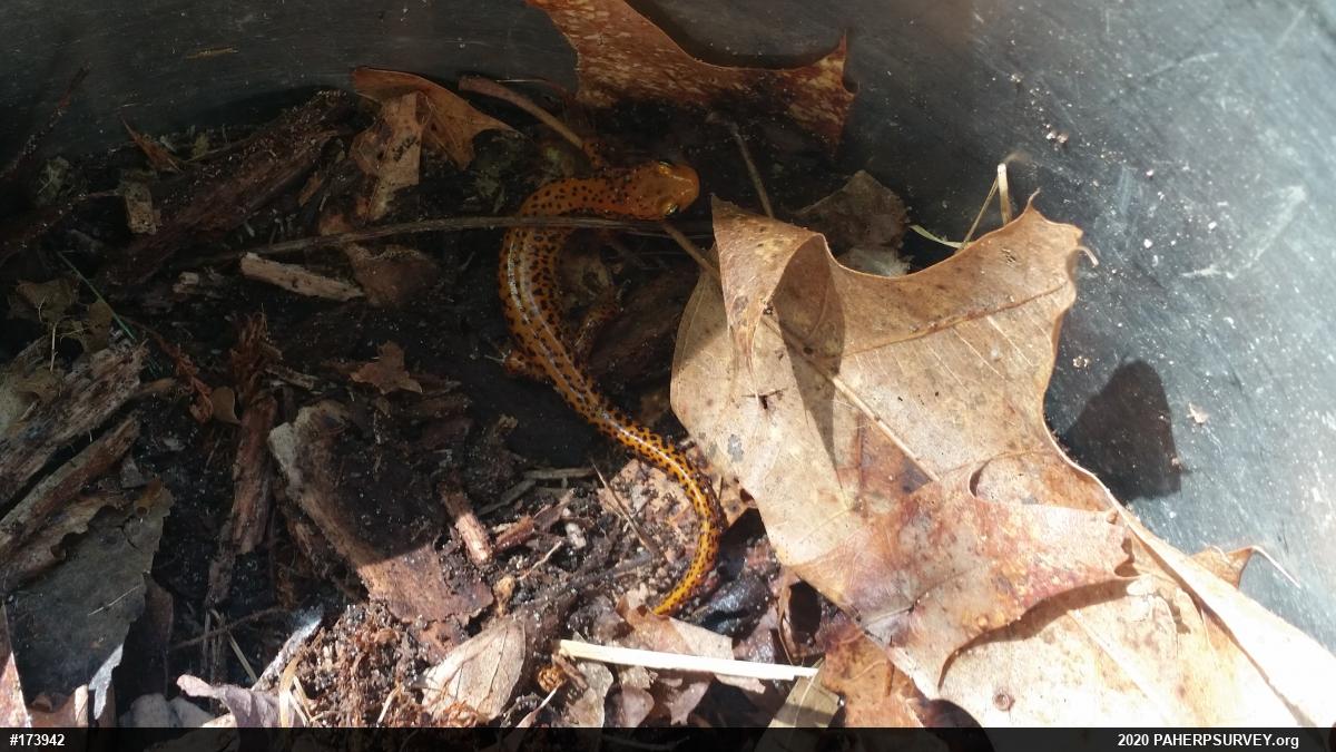 Eastern Long-tailed Salamander