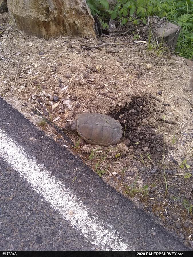 Snapping Turtle
