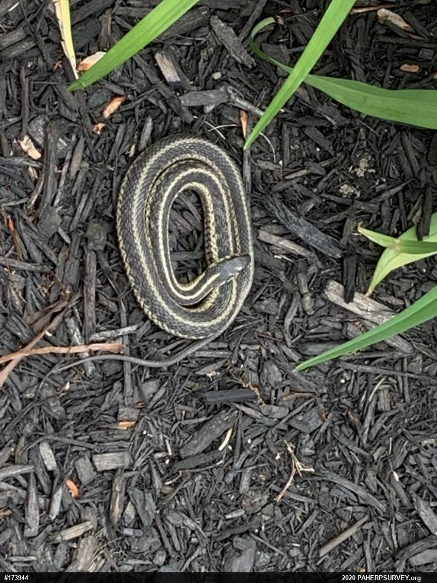 Eastern Gartersnake