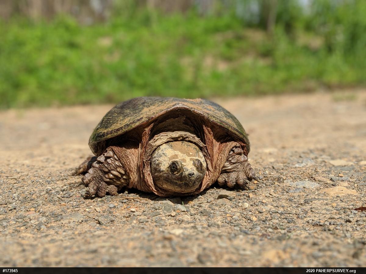 Snapping Turtle