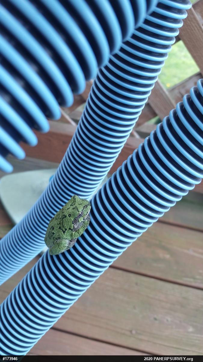 Unknown Gray Treefrog