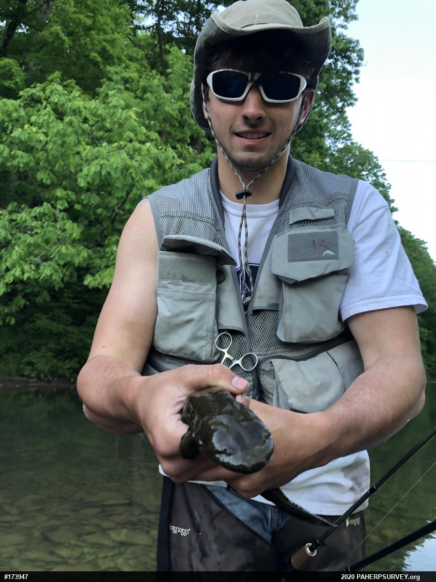 Eastern Hellbender