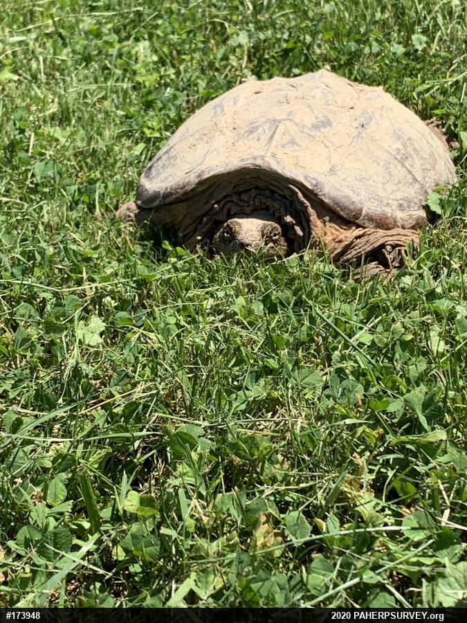 Snapping Turtle