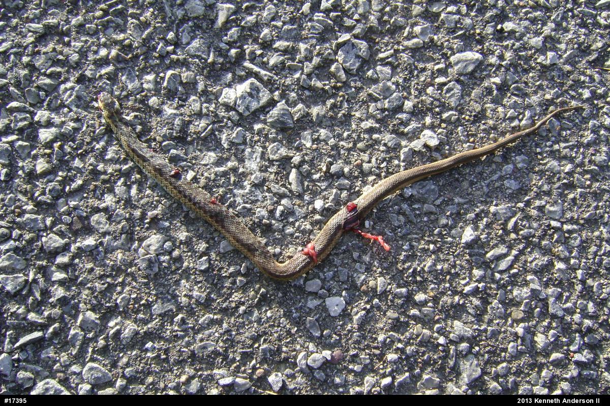 Eastern Gartersnake