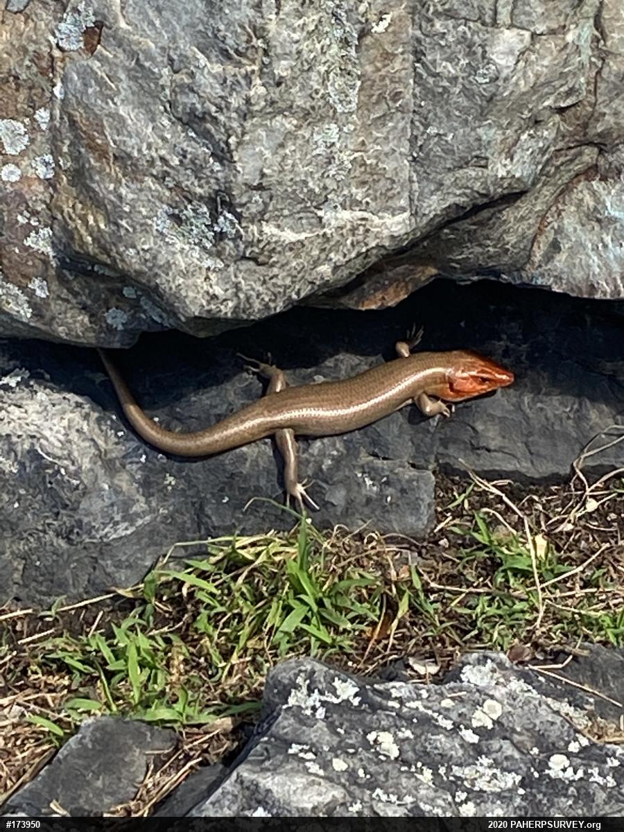 Broad-headed Skink
