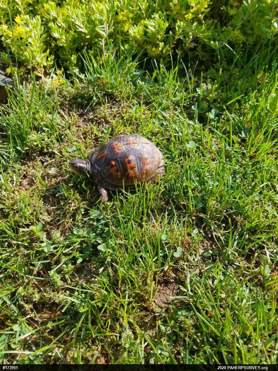 Eastern Box Turtle