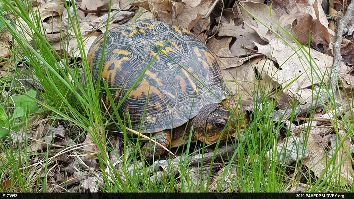 Eastern Box Turtle