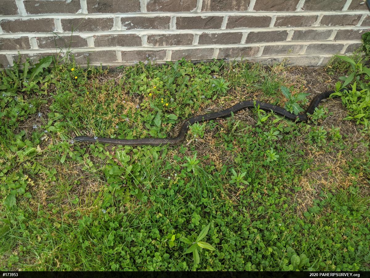 Eastern Ratsnake