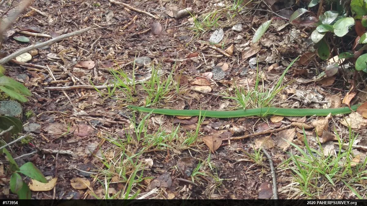 Smooth Greensnake