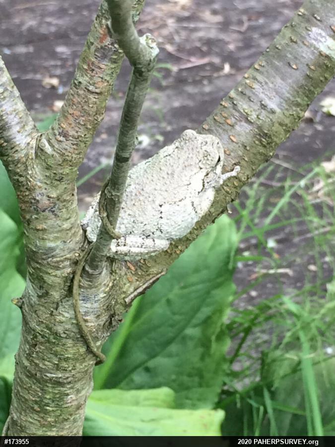 Unknown Gray Treefrog