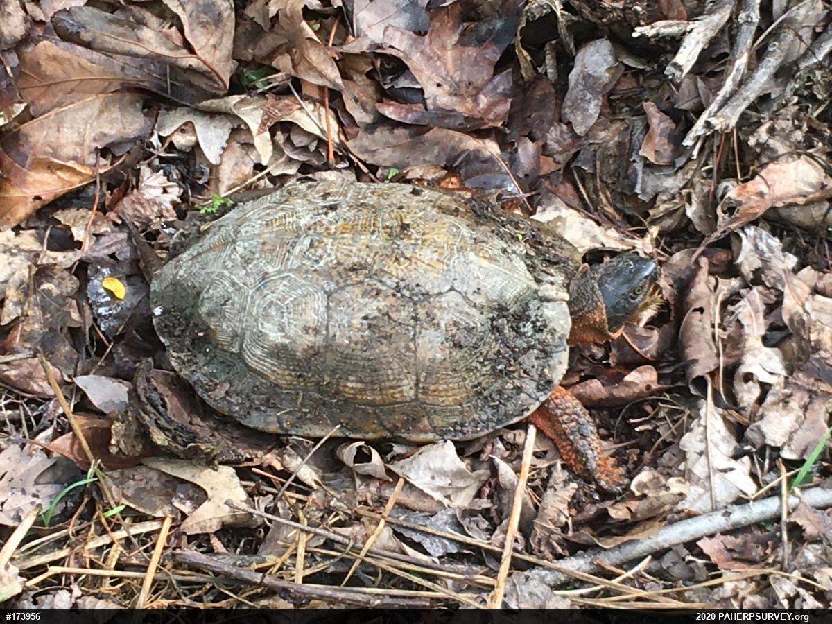 Wood Turtle