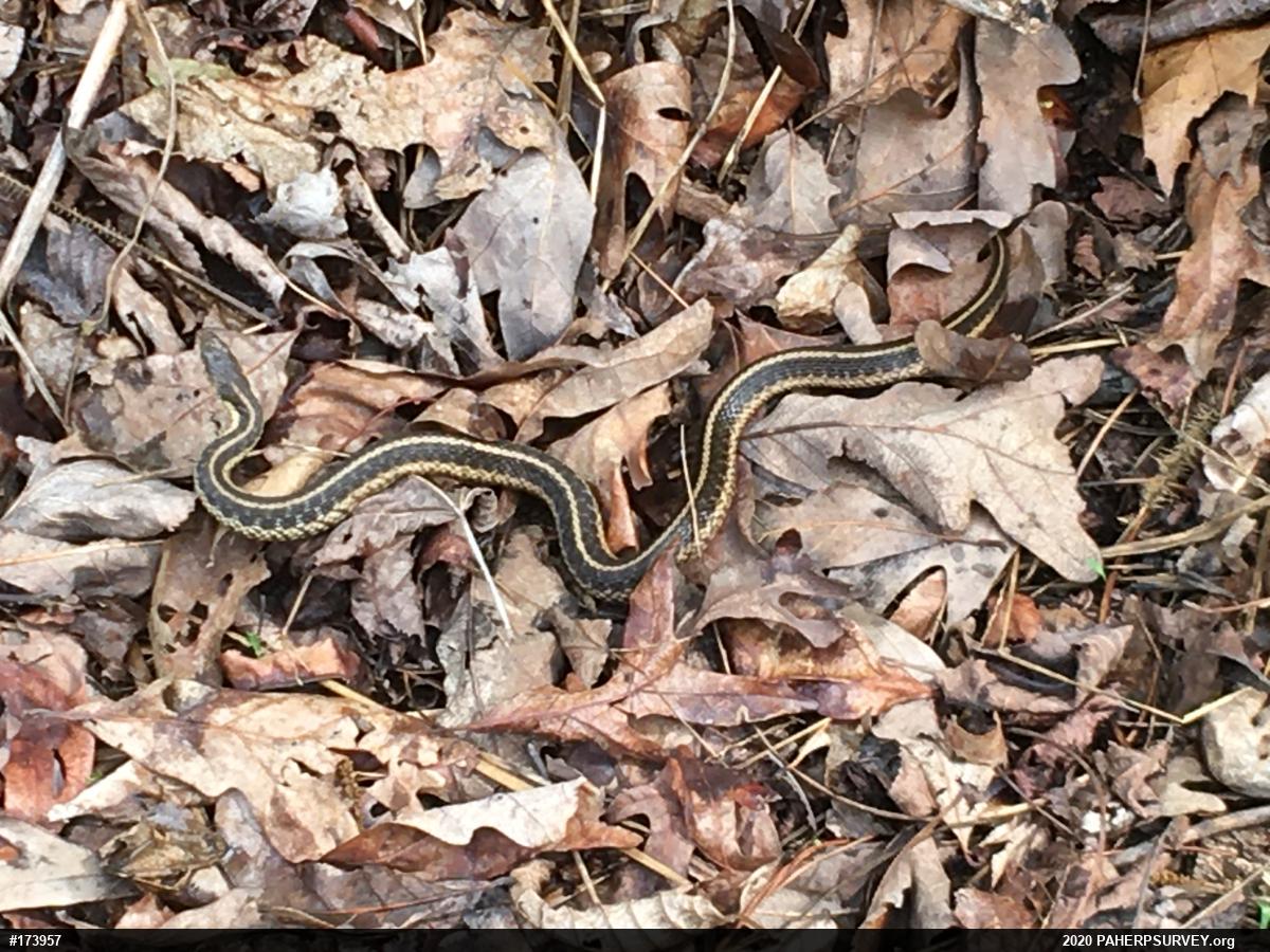 Eastern Gartersnake