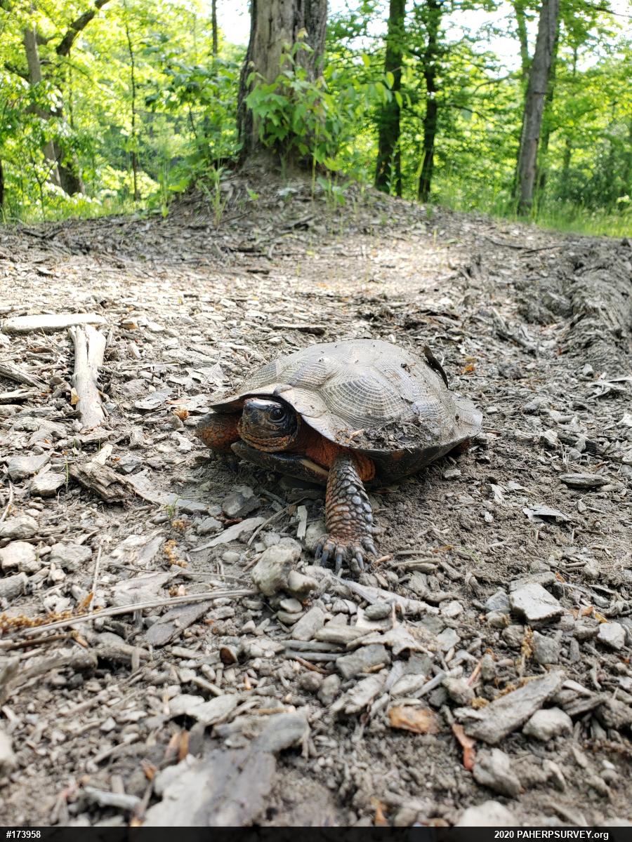 Wood Turtle