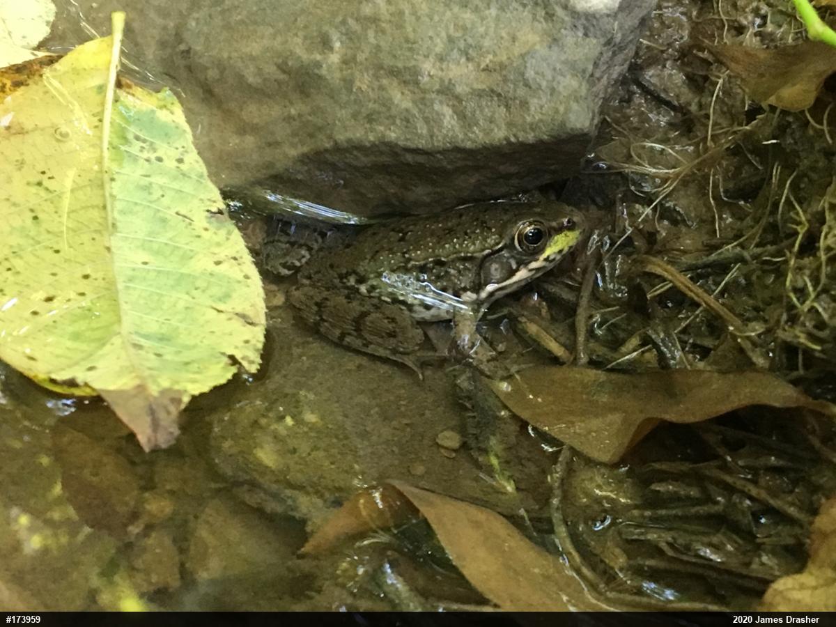 Green Frog