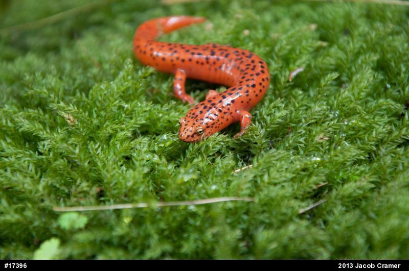 Northern Red Salamander