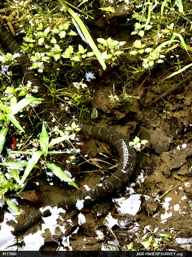 Northern Watersnake