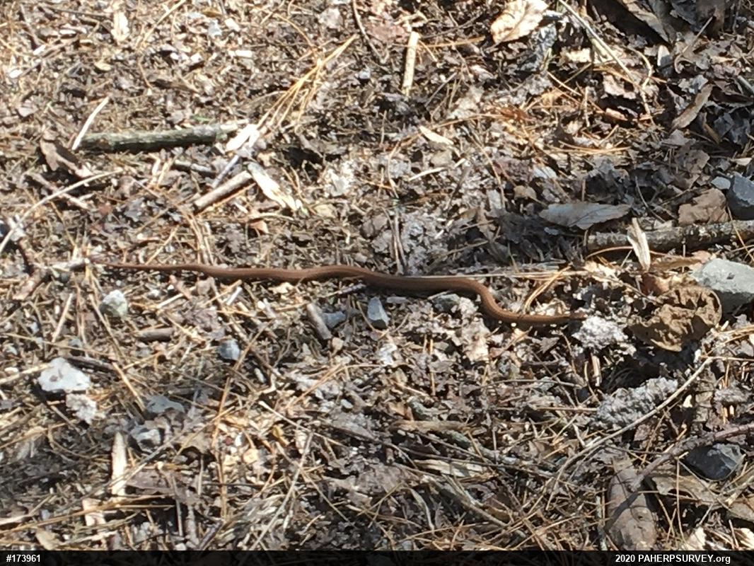 Red-bellied Snake