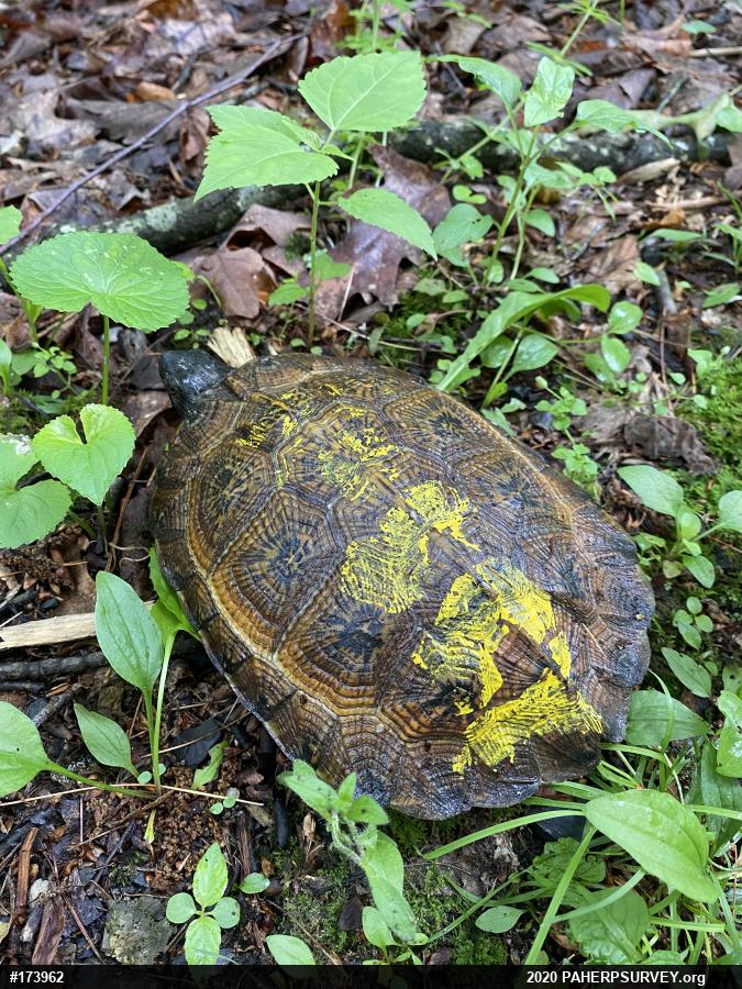 Wood Turtle